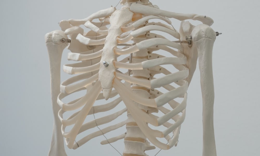 肋骨の骨模型