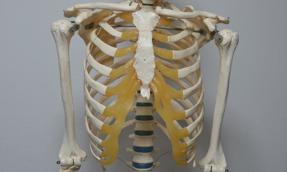 肋骨の前側